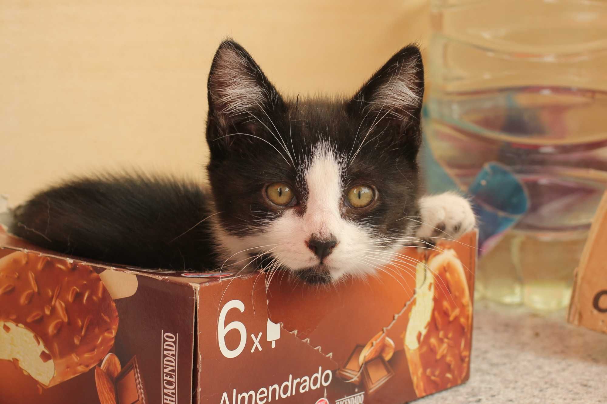 FÊMEA | Gatinha disponível para adoção muito responsável