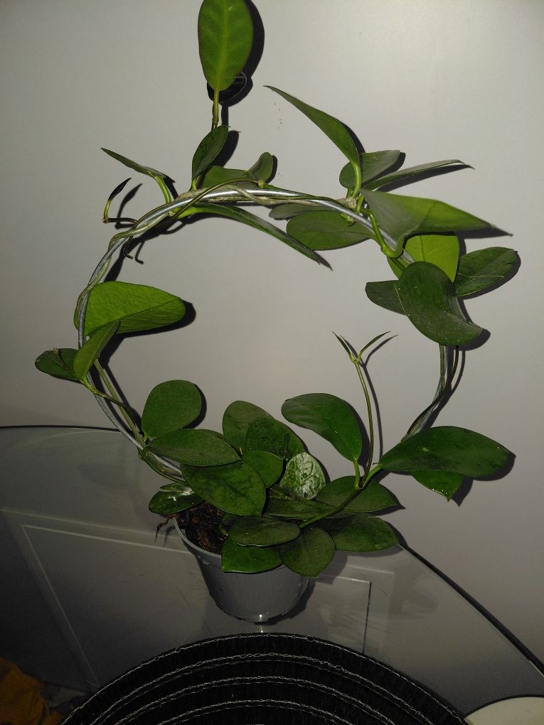 Hoya duza roślina