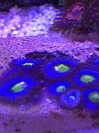 Zoa AOI niebieskie, miękkie koralowce morskie