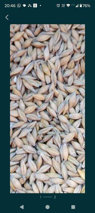 Sprzedam Jęczmień  czyszczony