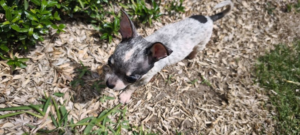 Chihuahua fêmea disponível para entrega imediata