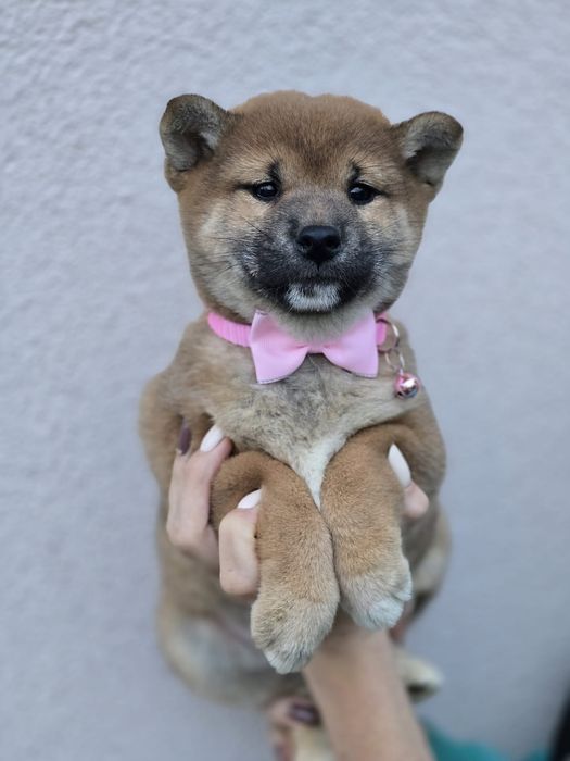 SHIBA INU suczka z metryką chip wyprawka szczeniak szczenię