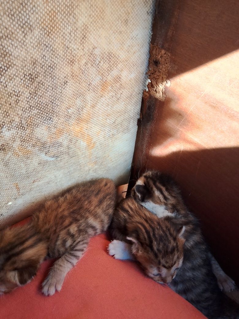 São 7 gatinhos com pouco tempo de vida 4 já com 1 mês e 3 com 3 semana