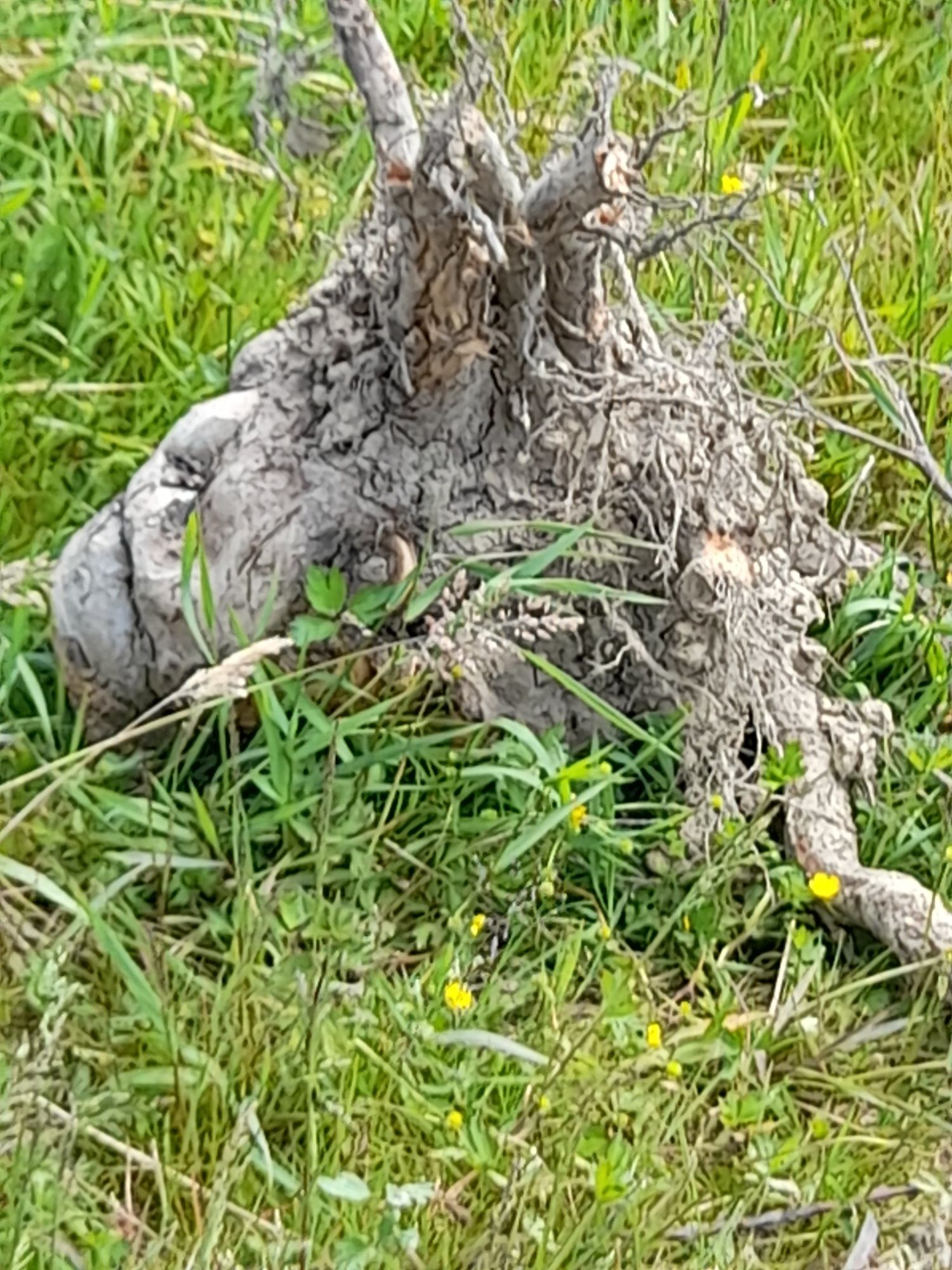 Drewno korzenie na opał, owocowe ,jabłoń