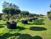 Bonsai-Niwaki formowane sosna cis jałowiec. Laurowiśnia jodła szmaragd