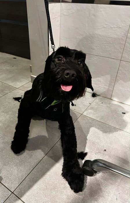 Oddam psa do kochającego domu