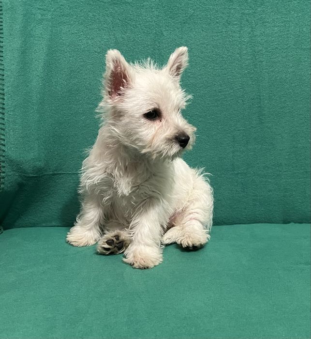 West Highland white terrier