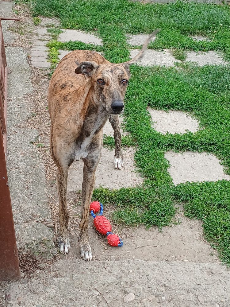Chart Angielski Greyhound śliczny piesek