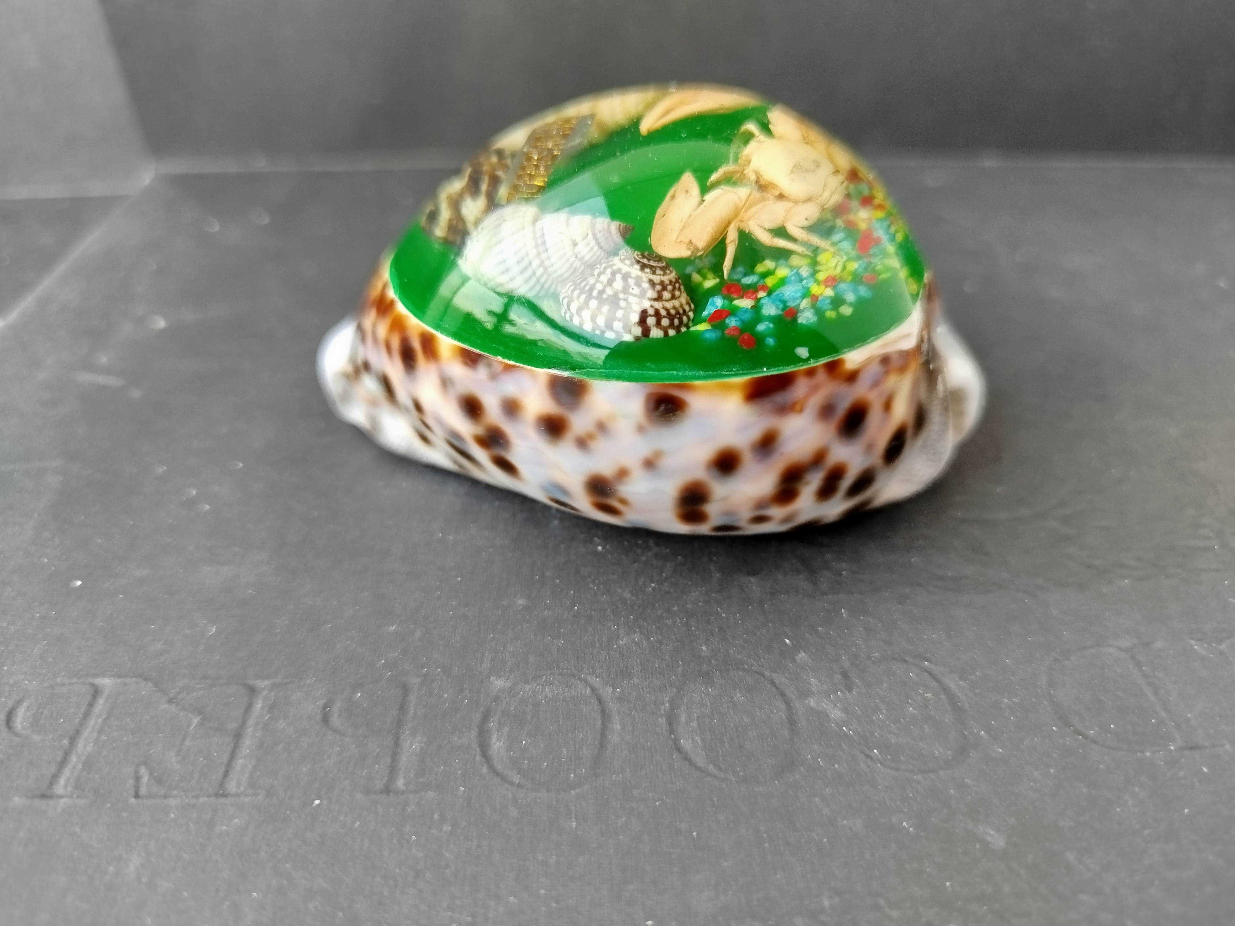 Obciążnik do papieru Torrevieja Hiszpania muszla Cowrie і krab
