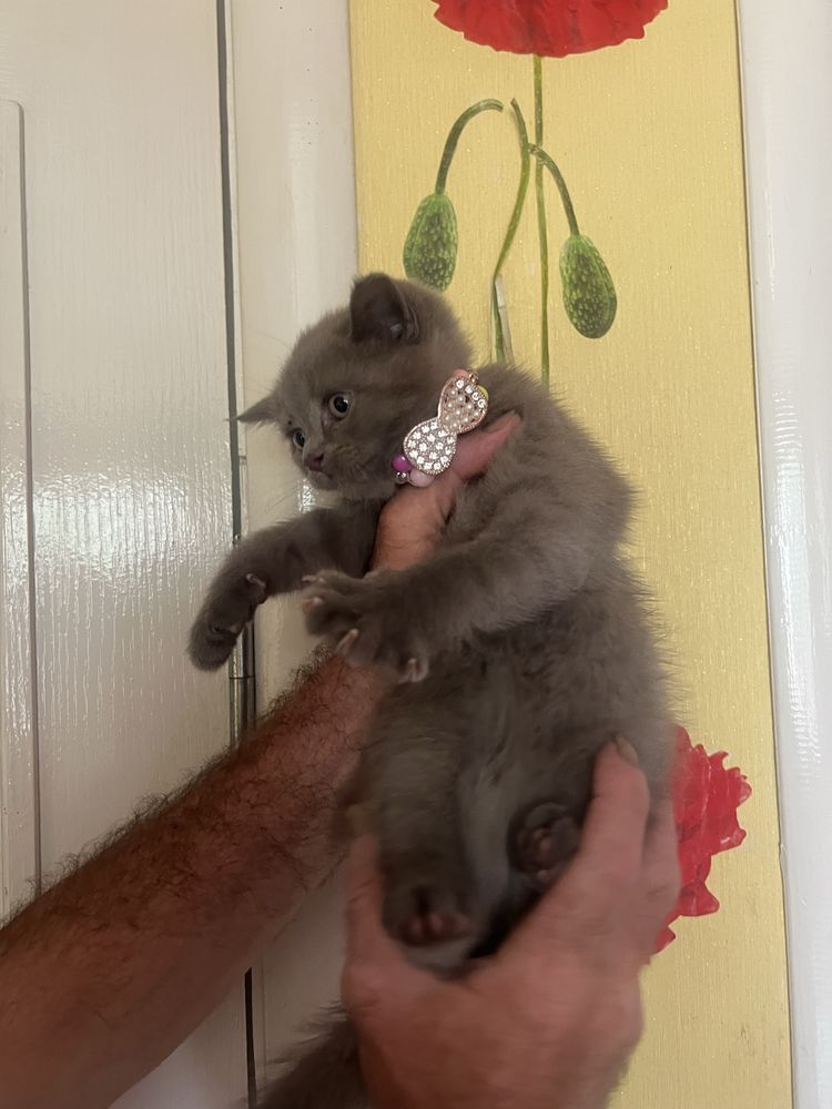 Котята британские