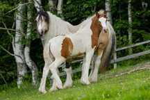 Zjawiskowy duży ogierek Gypsy Cob / Vanner (nie tinker)