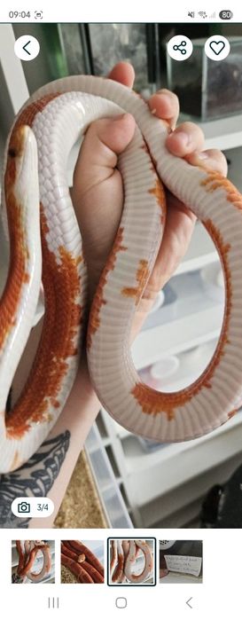 Wąż zbożowy dorosła samica