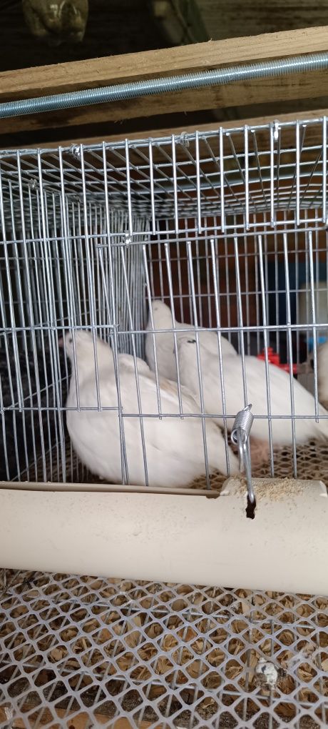 Aves e Ovos de codorniz para consumo e férteis.