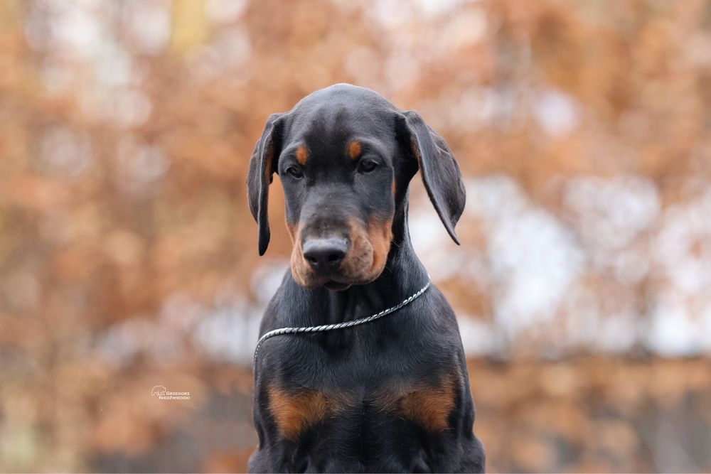 Doberman FCI piesek