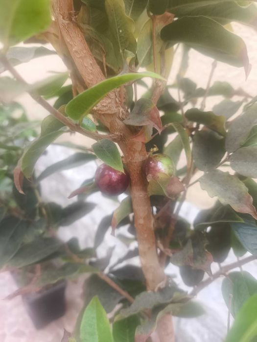 Jabuticaba escarlate com fruto