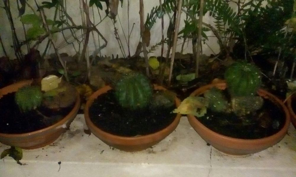 Cactos bola em vaso de barro