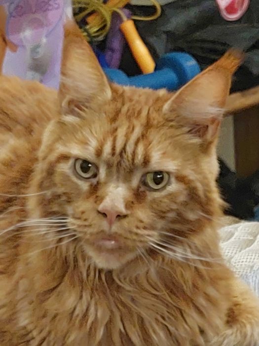 Отдам в хорошие руки