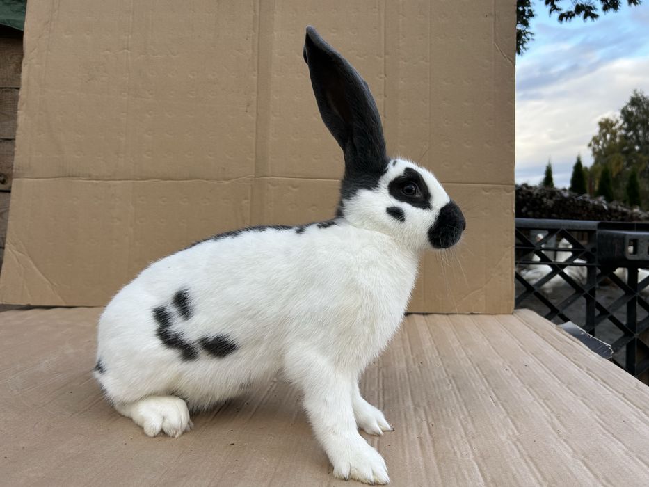 Olbrzym srokacz czarny, niebieski młode  samce i samice