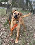 Aktywny 2 letni, 12kg, Bongo aktywny adopcja za darmo oddam