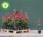 Photinia x fraseri 'Red Robin', bem ramificadas, ideal para sebe
