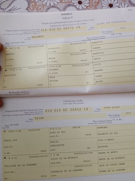 Sprzedam konie zimnokrwiste