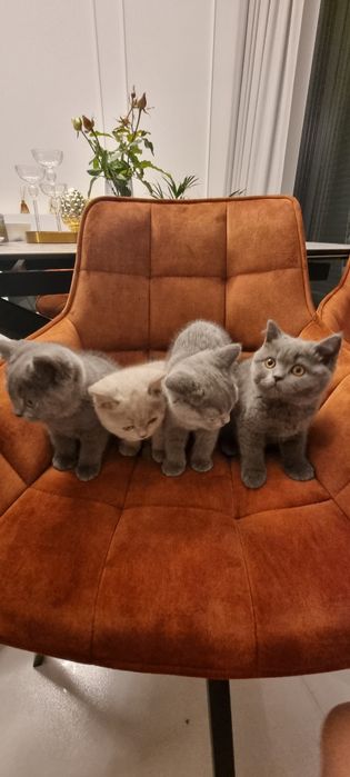 Kocieta brytyjskie BSH