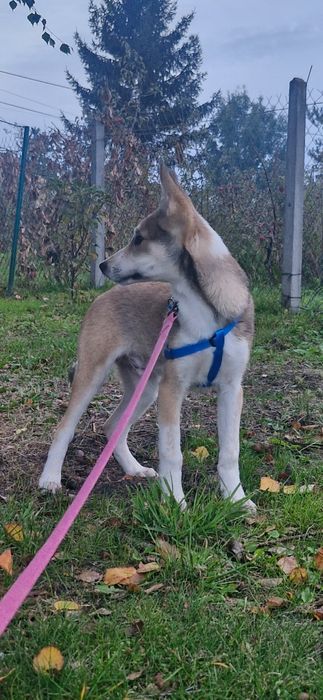 Łajka zachodniosyberyjska