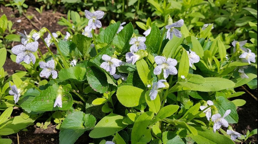 Седум чи Очиток ВИДНИЙ- багaторічник фіалка