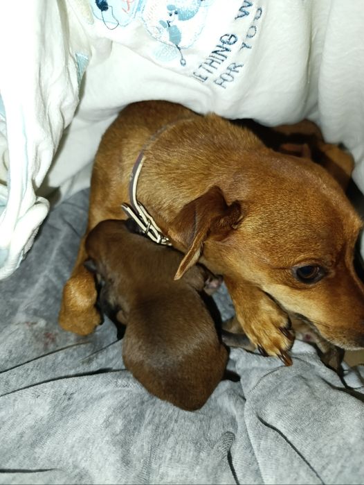 Безкоштовно собачка малої породи