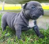 American Bully Pocket - dziewczyna
