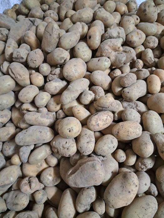 Ziemniaki odpadowe, paszowe Catania