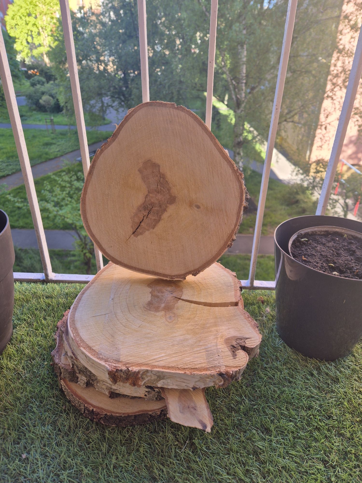 Suchy Plaster drewna krążek brzoza 23-27 cm wesele impreza
