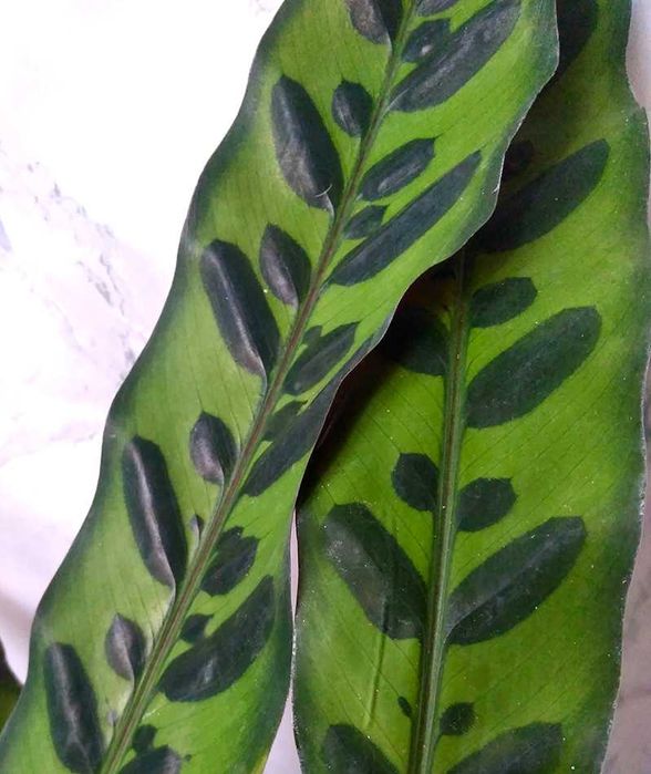 Калатея Лансифолия (Calathea lancifolia)