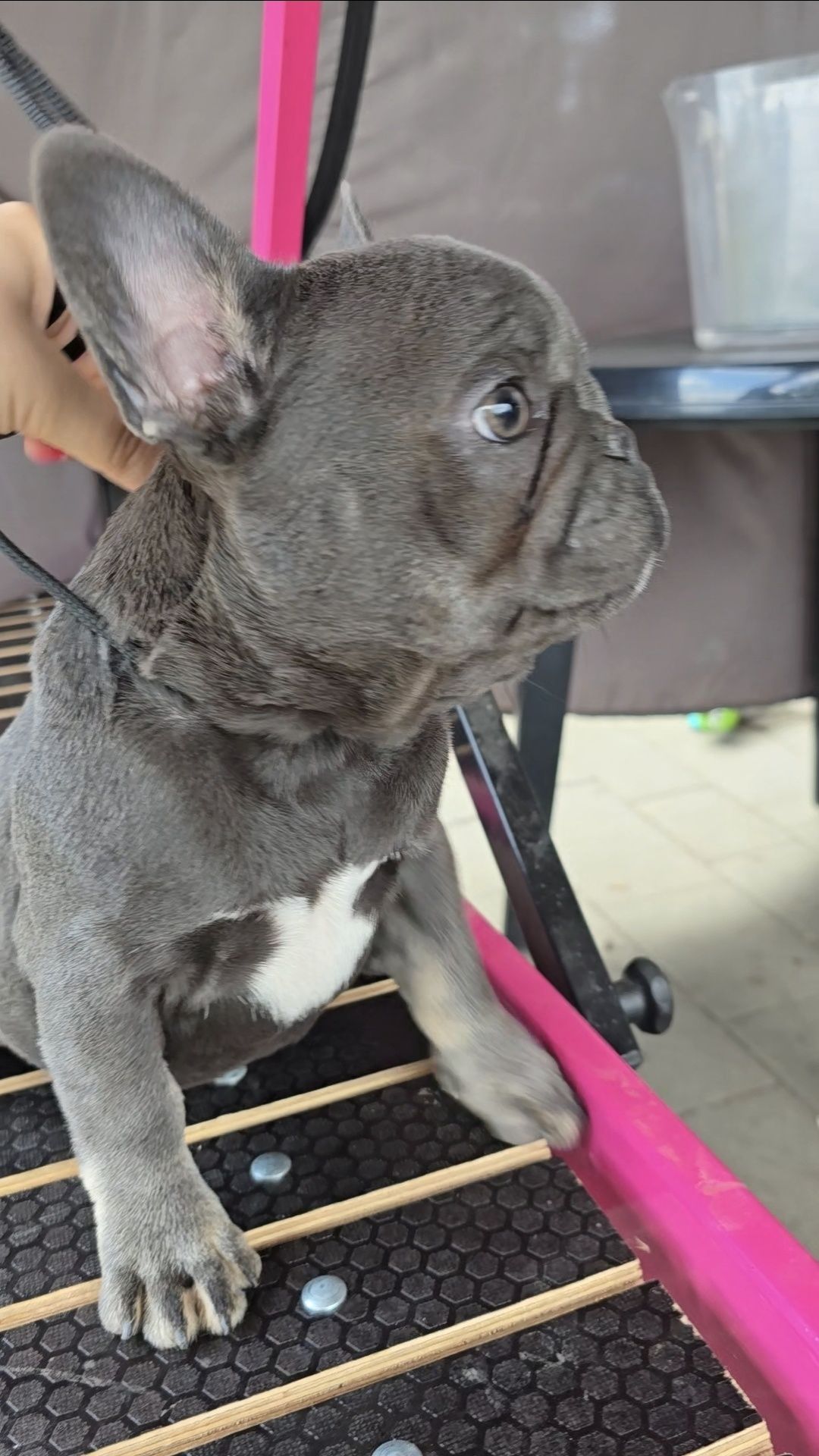 Buldog francuski dziewczynka