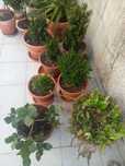 cede-se lote plantas em vasos
