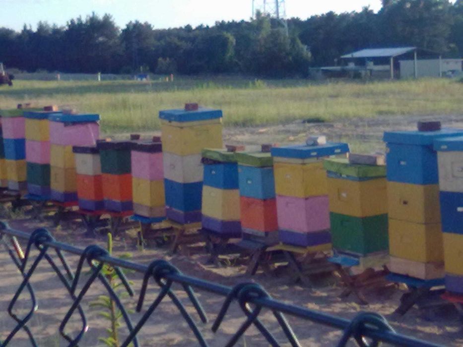 Sprzedam rodziny pszczele  wiosna 2026 r.