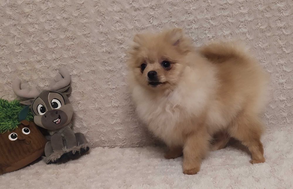 Szpic Miniaturowy (Pomeranian) - piękny piesek