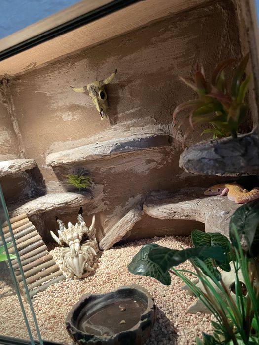 Gekon lamparci z terrarium