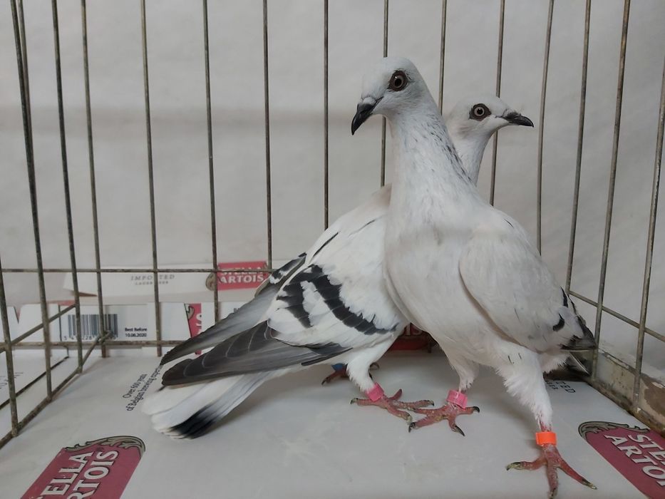 Gołębie Jasne Żałobne