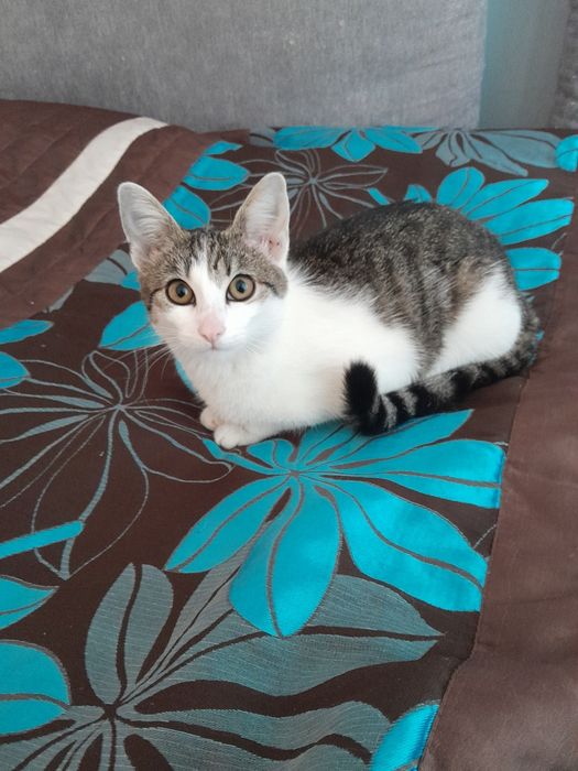 Oddam kotkę w dobre ręce