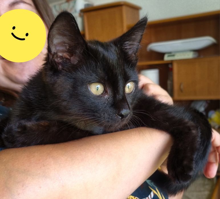 Kocurek  Pankracy szuka domu