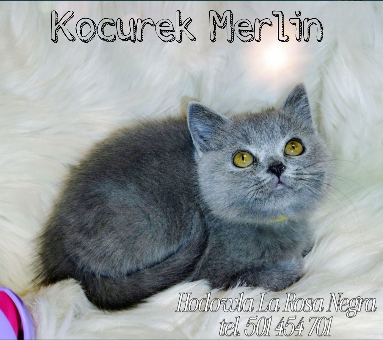 == Kocurek MERLIN == Niebieski Kotek Brytyjski ‼️ SŁODZIAK ‼️