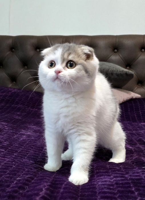 Кошеня,хлопчик шотландської породи.