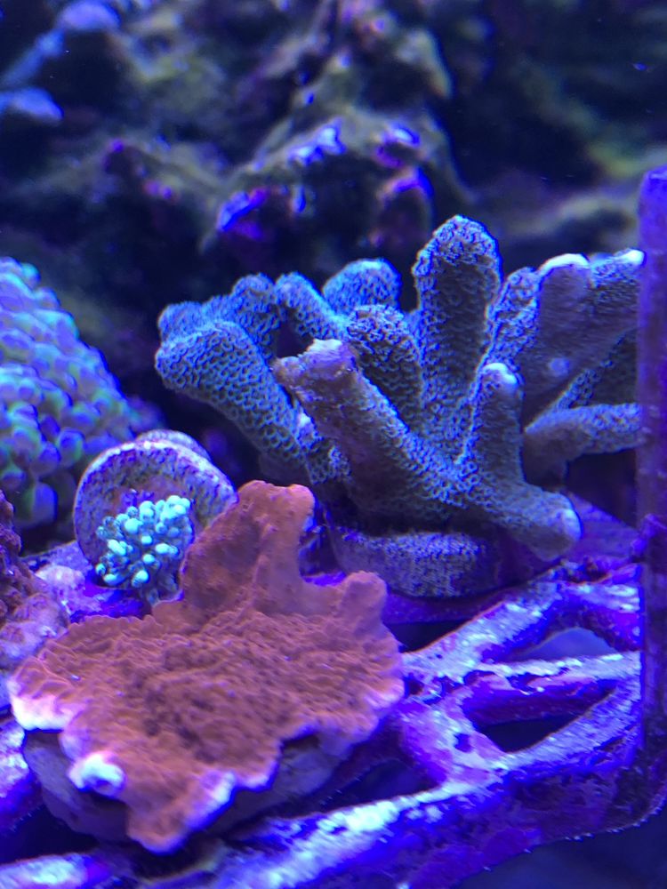 Montipora stalowa