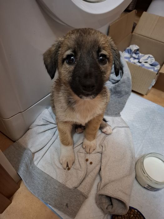 Цуценя Щенок хлопчик