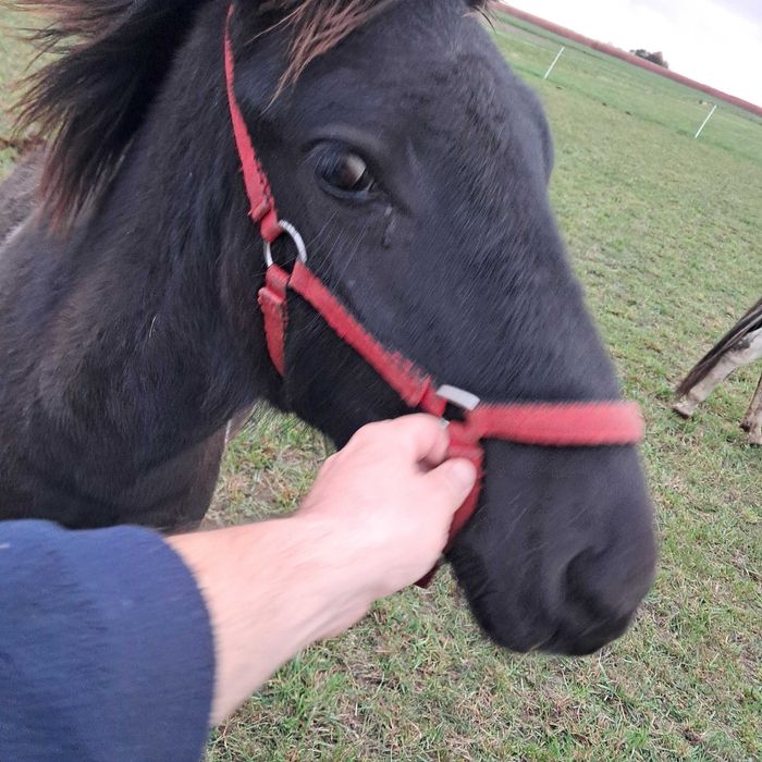 Sprzedam ogierka huculskiego. Ogier. Hucuł.