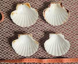 Мушлі середземноморські