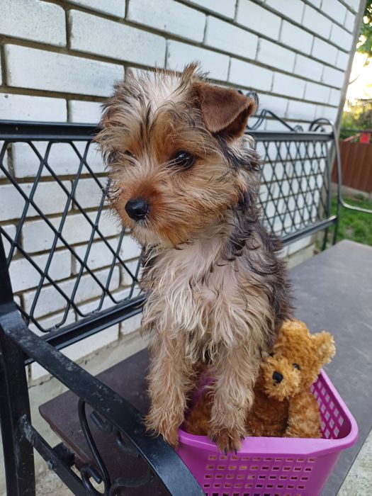 Дивовижні цуцики-йорчики.