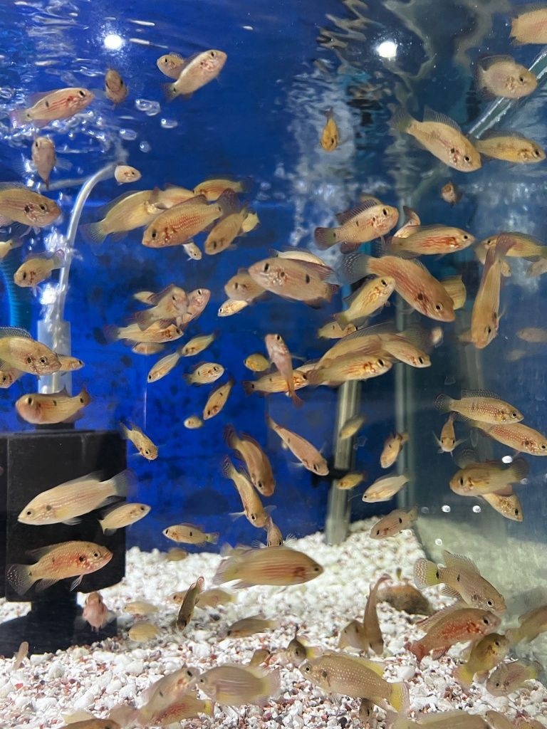 Ciclídeo Jóia (Hemichromis bimaculatus)