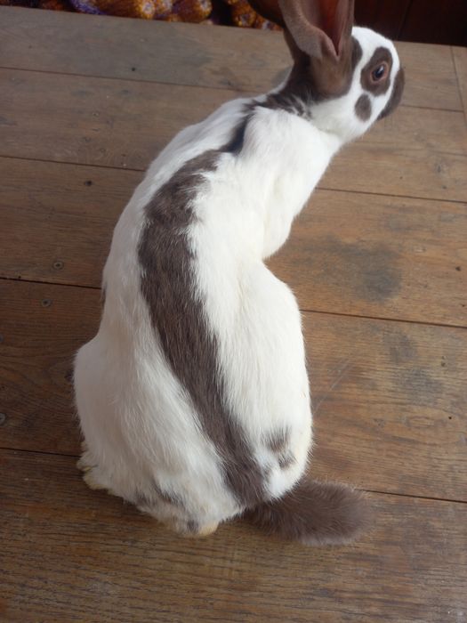 Самчик строкач гавана